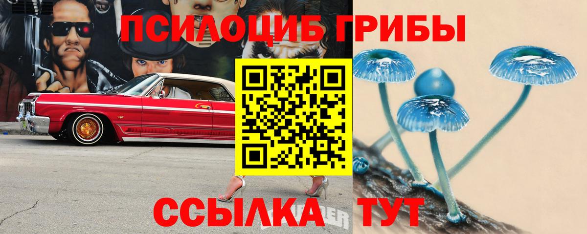 Галлюциногенные грибы Psilocybe Кизилюрт